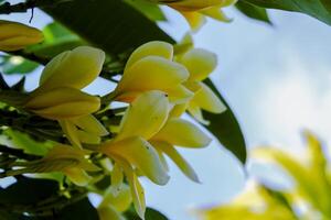 Frangipani trees blooming in bloom photo