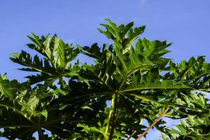 apariencia de hojas en papaya arboles foto