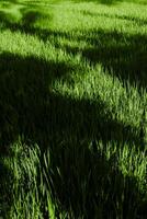 Rows of young rice are a calming green color portrait photo