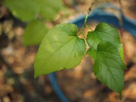 vareigated mulberry leave in hand and clear bueaty full plants photo