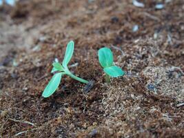 seeding and young plant with long root growup in soil photo