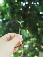 seeding and young plant with long root growup in soil photo