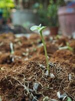 seeding and young plant with long root growup in soil photo