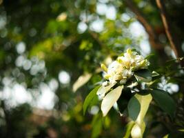 blanco flor naranja jazmín en verde antecedentes naturaleza foto