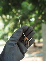 seeding and young plant with long root growup in soil photo