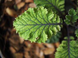 kale and vegetable in pot vegi food high vitamin photo