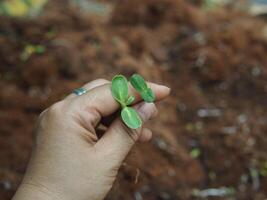 seeding and young plant with long root growup in soil photo