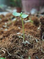 siembra y joven planta con largo raíz crecer en suelo foto