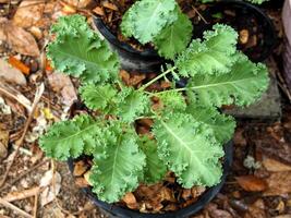 kale and vegetable in pot vegi food high vitamin photo