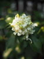 white flower orange jasmine on green background nature photo