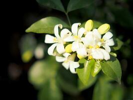 white flower orange jasmine on green background nature photo