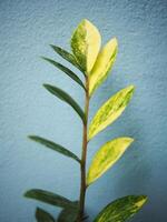 jaspeado zamioculcas zamifolia en azul antecedentes foto