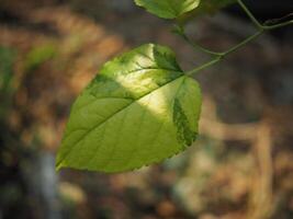 vareigated mulberry leave in hand and clear bueaty full plants photo