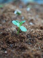 seeding and young plant with long root growup in soil photo