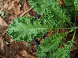 kale and vegetable in pot vegi food high vitamin photo