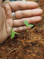 siembra y joven planta con largo raíz crecer en suelo foto
