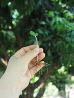 siembra y joven planta con largo raíz crecer en suelo foto