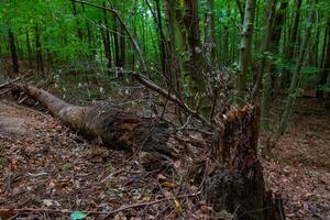 agrietado y caído muerto árbol en el bosque. biodiversidad concepto foto