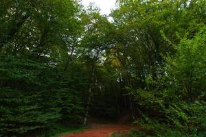 Jogging trail in a lush forest at daytime photo