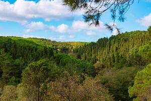 bosque ver con parcialmente Cludy cielo en el otoño. carbón neutralidad concepto antecedentes. foto