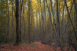 Jogging or hiking trail in a forest in the autumn. healthy lifestyle concept background. photo