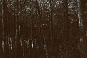 Moody and monochrome pine forest background photo