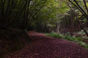 Jogging or running trail in a lush forest in moody view. healthy lifestyle concept. photo