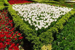 Landscape architecture concept. White and red tulip beds in a park. photo