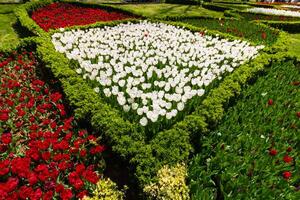 High angle view of tulip beds in a park photo