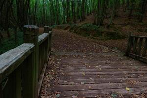 A wooden bridge on a jogging or running trail in a lush forest. photo