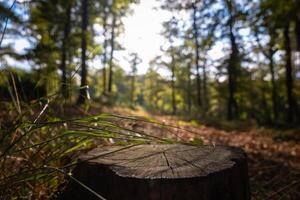 Tree stump in focus. Wooden podium for natural products background photo