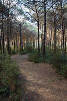 un suciedad camino en el bosque. trotar o corriendo sendero en un pino bosque foto