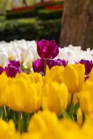 A tall purple tulip in the multi colored tulips in focus. photo