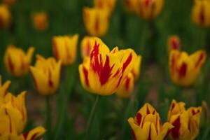 Red and yellow colored tulips in focus. Spring blossom concept photo