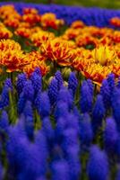 Tulips among the hyacinths in focus. photo