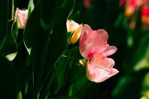 Tulips in focus from ground level photo