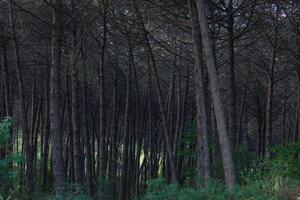 Lush pine forest view from inside photo