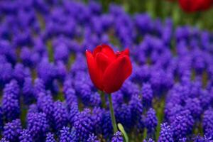 A red tulip in the grape hyacinths photo