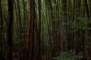 Lush moody green forest. Carbon net zero concept background photo