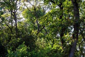 Lush forest view with green trees. Carbon net zero concept background photo