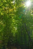 Carbon neutrality vertical concept photo. Lush forest view with sunlight photo