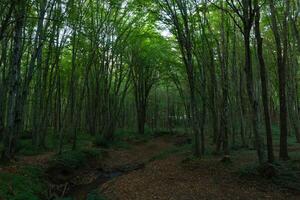 Lushh green forest view from inside. Carbon net zero concept photo