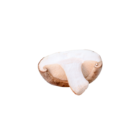 Front view of shiitake mushroom half isolated with clipping path in png file format