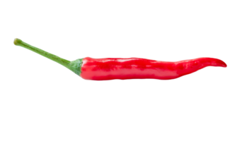 Side view of single fresh red chili pepper isolated with clipping path in png file format