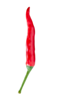 Front view of single red chili pepper isolated with clipping path in png file format