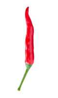 davanti Visualizza di singolo rosso chili Pepe isolato con ritaglio sentiero nel png file formato