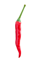 Front view of single fresh red chili pepper isolated with clipping path in png file format