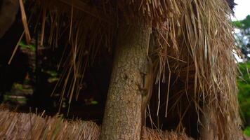 Close-up of a tree trunk with textured bark surrounded by dry thatched straw, depicting natural contrast. video