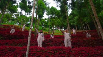 Group of people practicing yoga in a lush red foliage park, surrounded by tall trees, promoting health and mindfulness. video