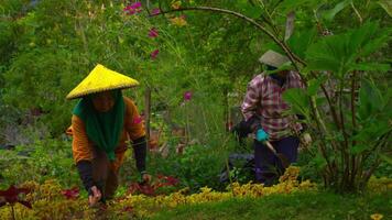 persona nel tradizionale cappello tendente per un' lussureggiante giardino con vivace fiori e verde. video